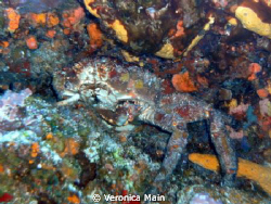 A very old crab that blended well with the coral head he ... by Veronica Main 